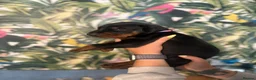 Dobermann dogs for sale: INTERNATIONAL CHAMPION EUROPEAN DOBERMANNS  - Advert 9