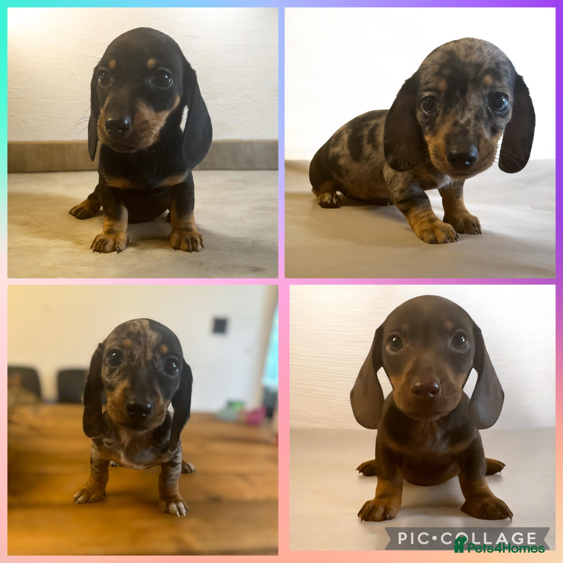 Miniature Dachshund dogs ** PRA CLEAR MINI DACHSHUND PUPPIES ** - Advert 13