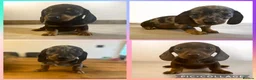 Miniature Dachshund dogs for sale: ** PRA CLEAR MINI DACHSHUND PUPPIES ** - Advert 9