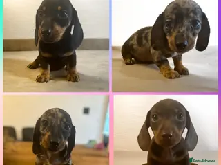 Miniature Dachshund dogs ** PRA CLEAR MINI DACHSHUND PUPPIES ** - Advert 13