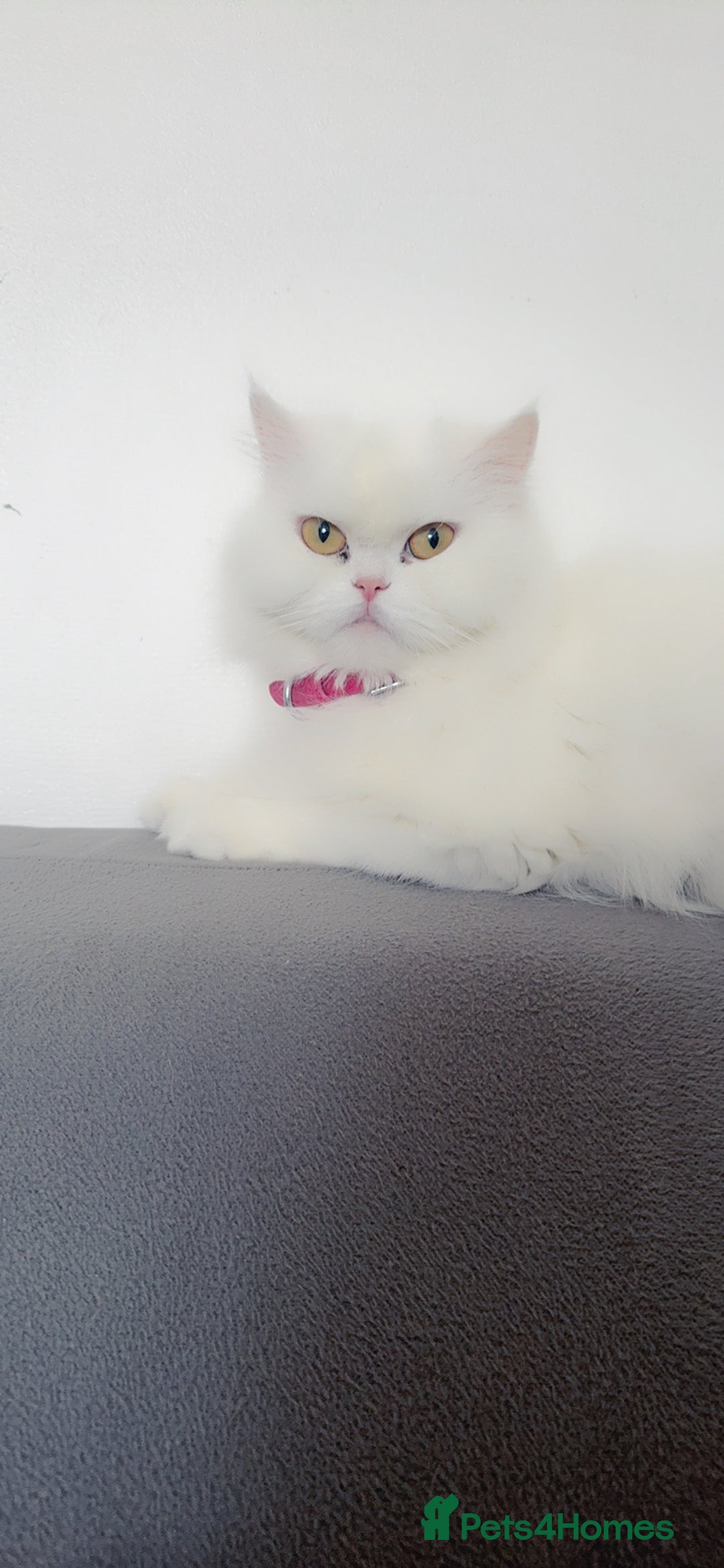 Persian cats for sale: Persian kittens, 2 boys - Advert 3