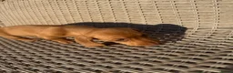 Miniature Dachshund dogs for sale: Long haired miniature dachshund - Advert 3