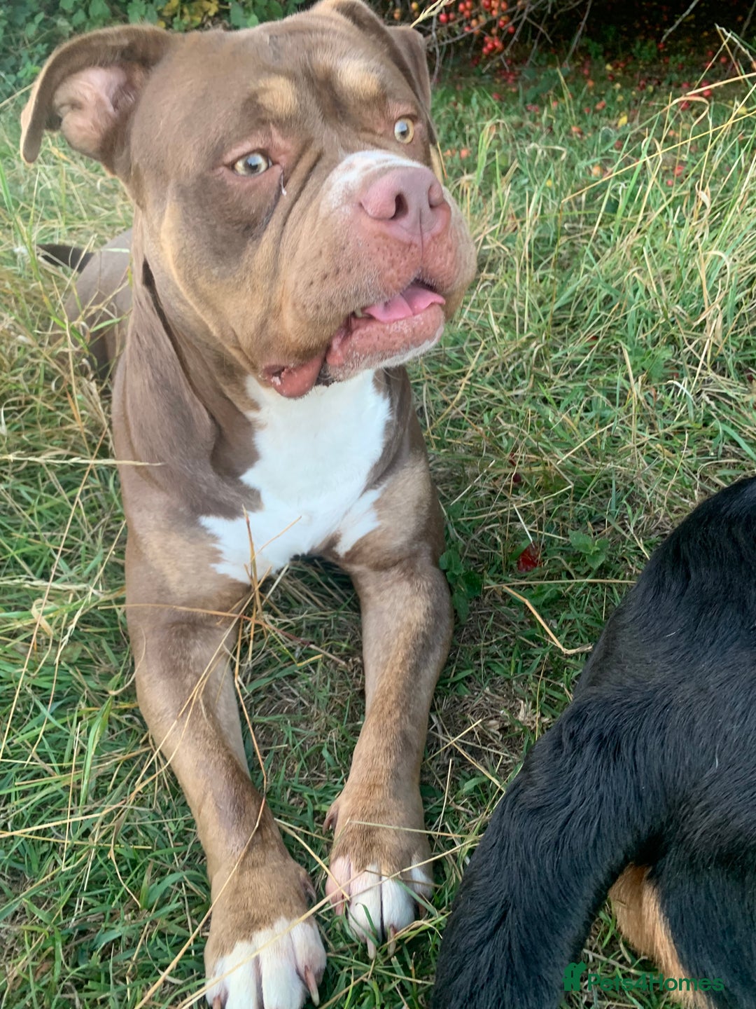 Mixed Breed dogs for sale: 4 stunning boys and 5 even more stunning girls - Advert 35