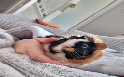 Guinea Pig rodents for sale: Mother and baby guineapig - Image 3