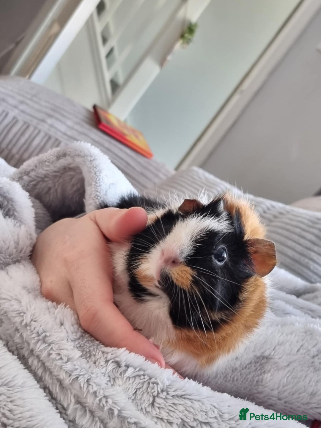 Guinea Pig rodents for sale: Mother and baby guineapig - Image 3