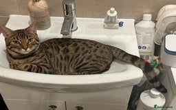 Bengal cats for sale: Sibling Bengals for Sale - Image 5