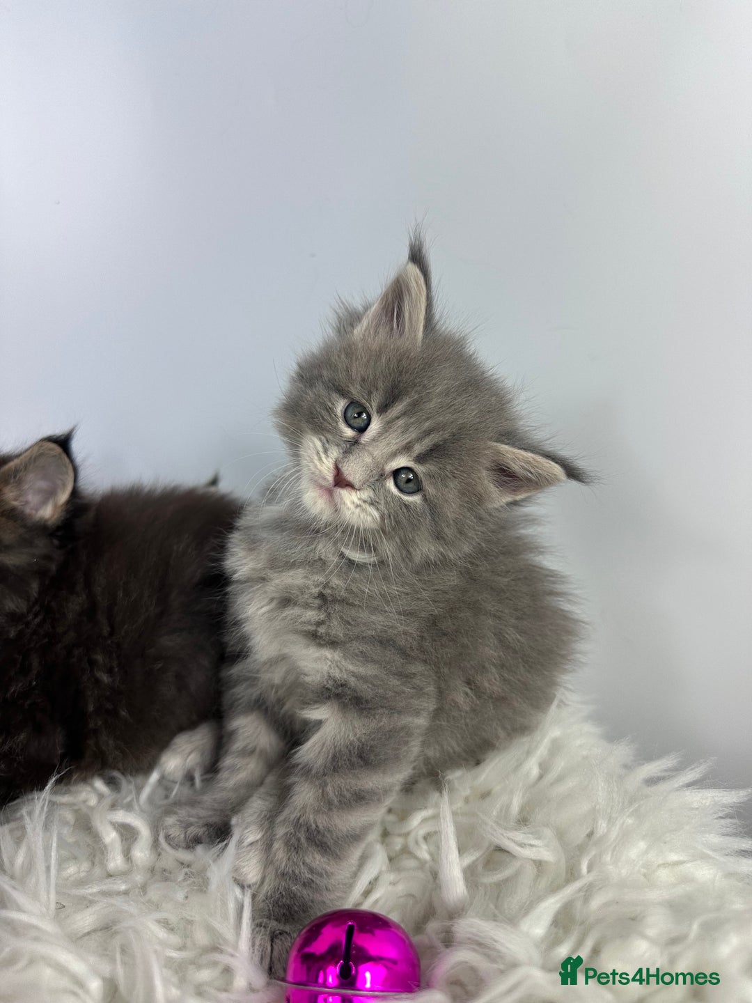 Maine Coon cats for sale: 6 Gorgeous Pure Breed Maine Coon Kittens - Advert 35