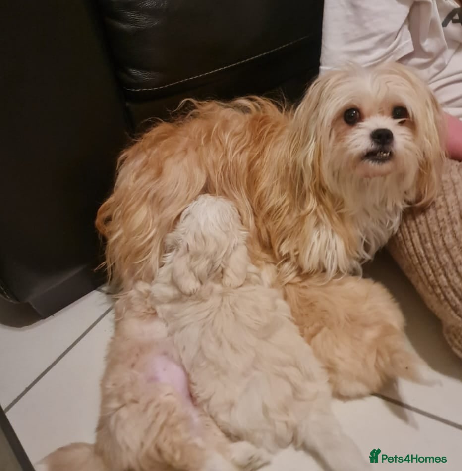 Mixed Breed dogs Havanese x Maltese Havamalts - Advert 9