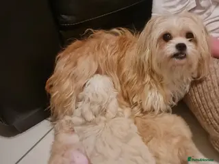 Mixed Breed dogs Havanese x Maltese Havamalts - Advert 9