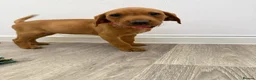 Labrador Retriever dogs for sale: Labrador puppies from a loving family home. - Advert 13