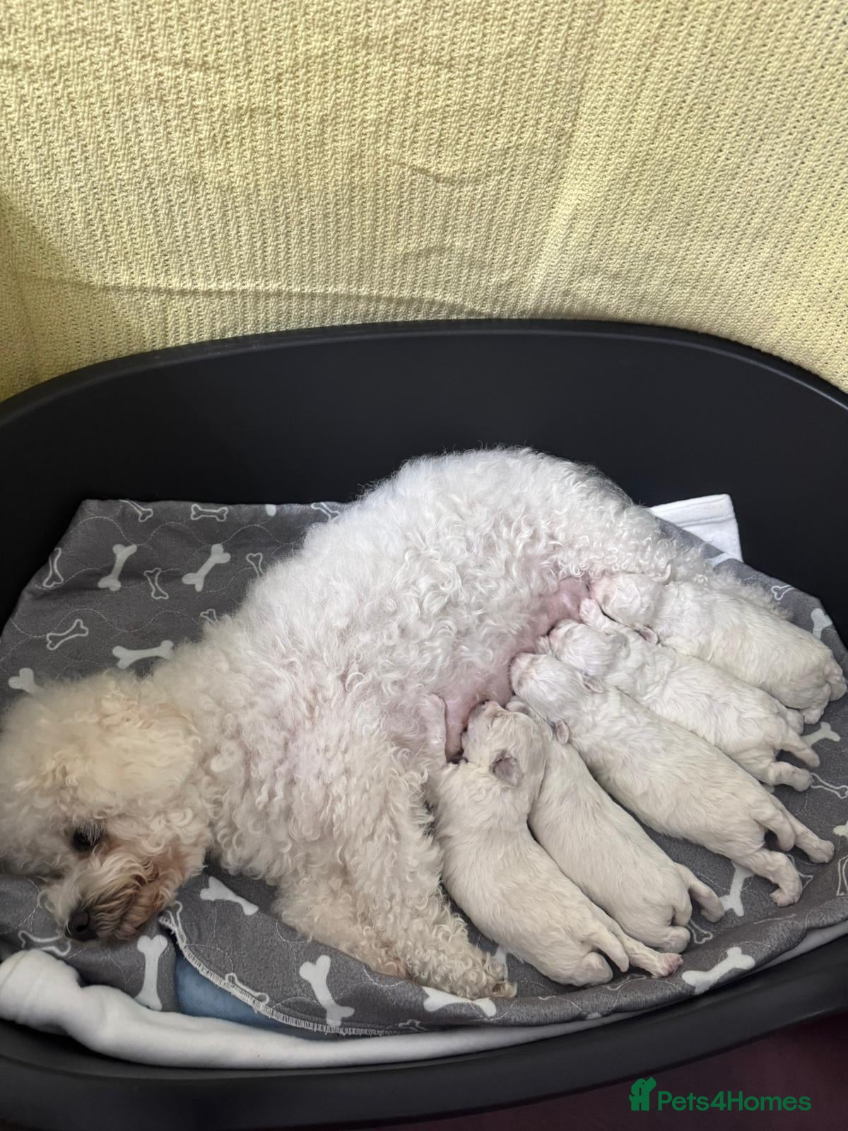 Bichon Frise dogs KC Bichon Frise Puppies  Champion Bloodlines - Advert 9