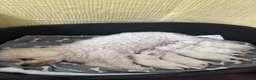 Bichon Frise dogs for sale: KC Bichon Frise Puppies  Champion Bloodlines in Manchester - Advert 1