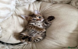 Bengal cats for sale: Bengals _Felis Bengalensis_ Pedigree TICA Kittens. - Image 6