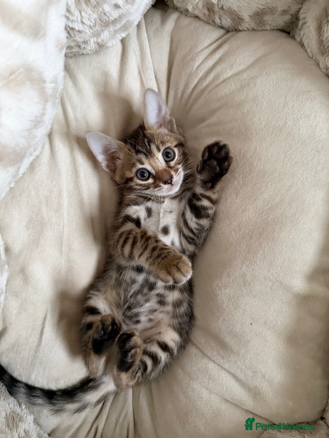 Bengal cats for sale: Bengals _Felis Bengalensis_ Pedigree TICA Kittens. - Image 6