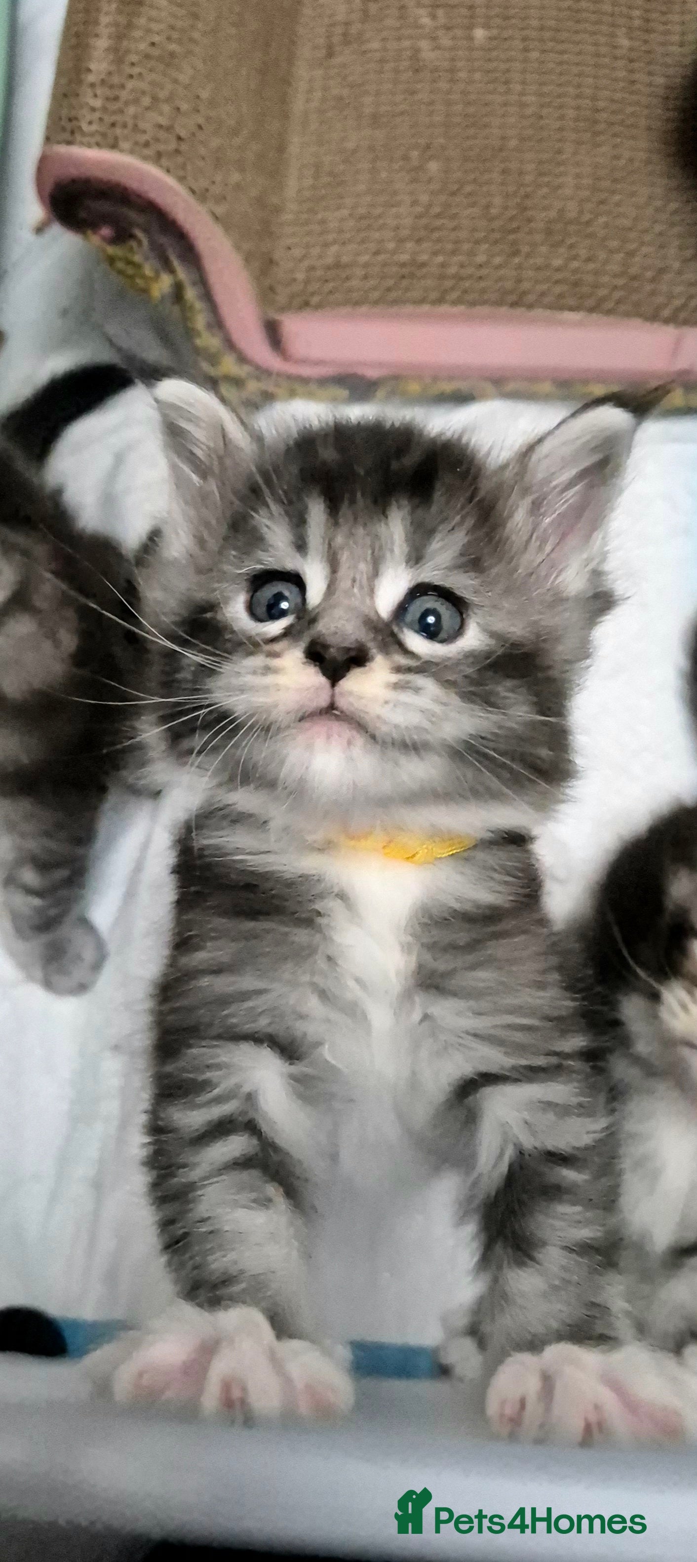 Maine Coon cats 🎀 Outstanding GCCF Pedigree Maine Coon Kitten 🎄 - Advert 16