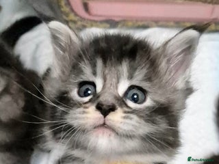 Maine Coon cats 🎀 Outstanding GCCF Pedigree Maine Coon Kitten 🎄 - Advert 16