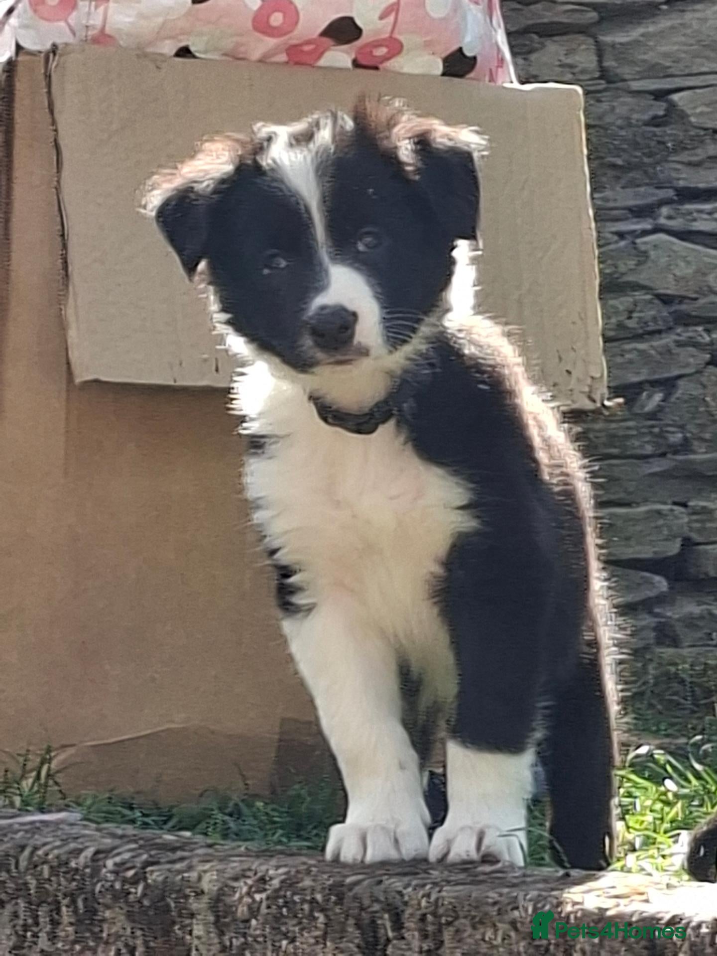 Border Collie dogs Gorgeous collie pups  - Advert 3