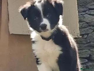 Border Collie dogs Gorgeous collie pups - Advert 3