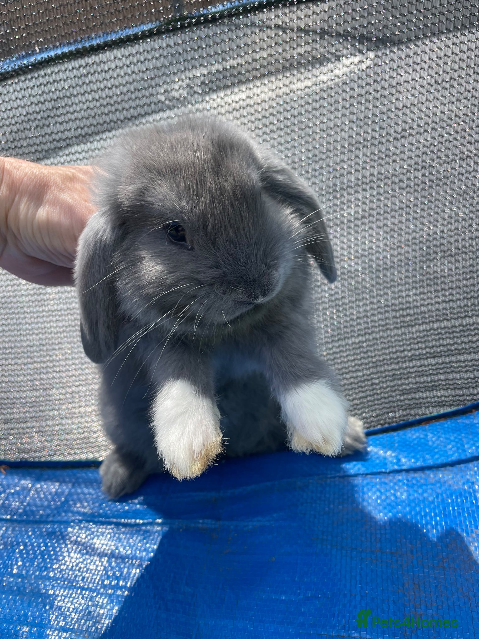 Mini Lop rabbits Mini Lop Rabbits Pure Bred  - Advert 2