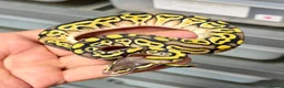 Python Snake reptiles for sale: Various royal pythons from £25 upwards  - Advert 4