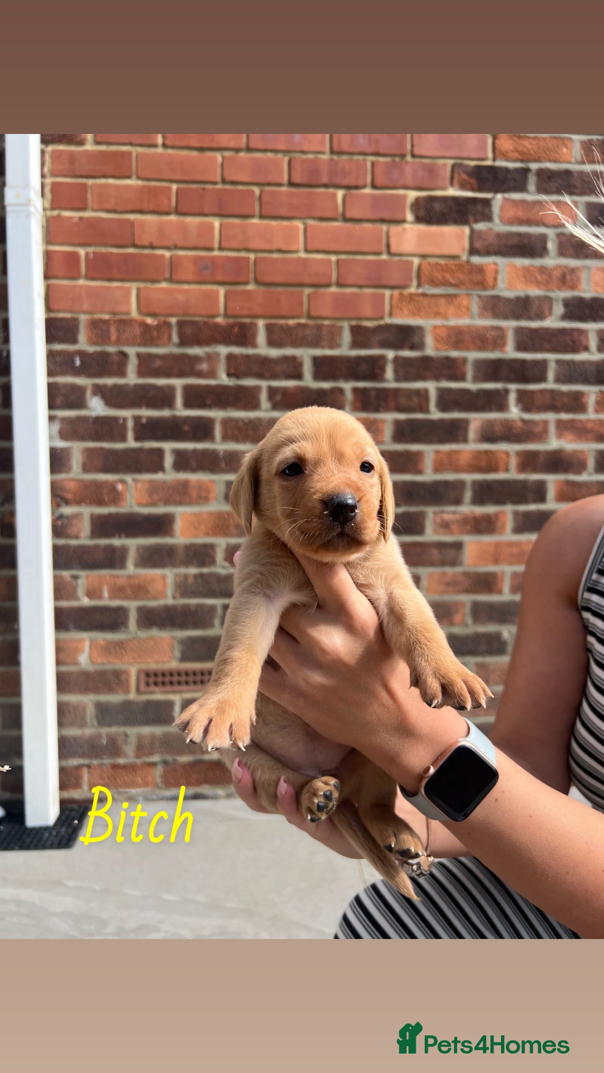 Labrador Retriever dogs KC Registered Fox Red Labrador Puppies - Advert 2
