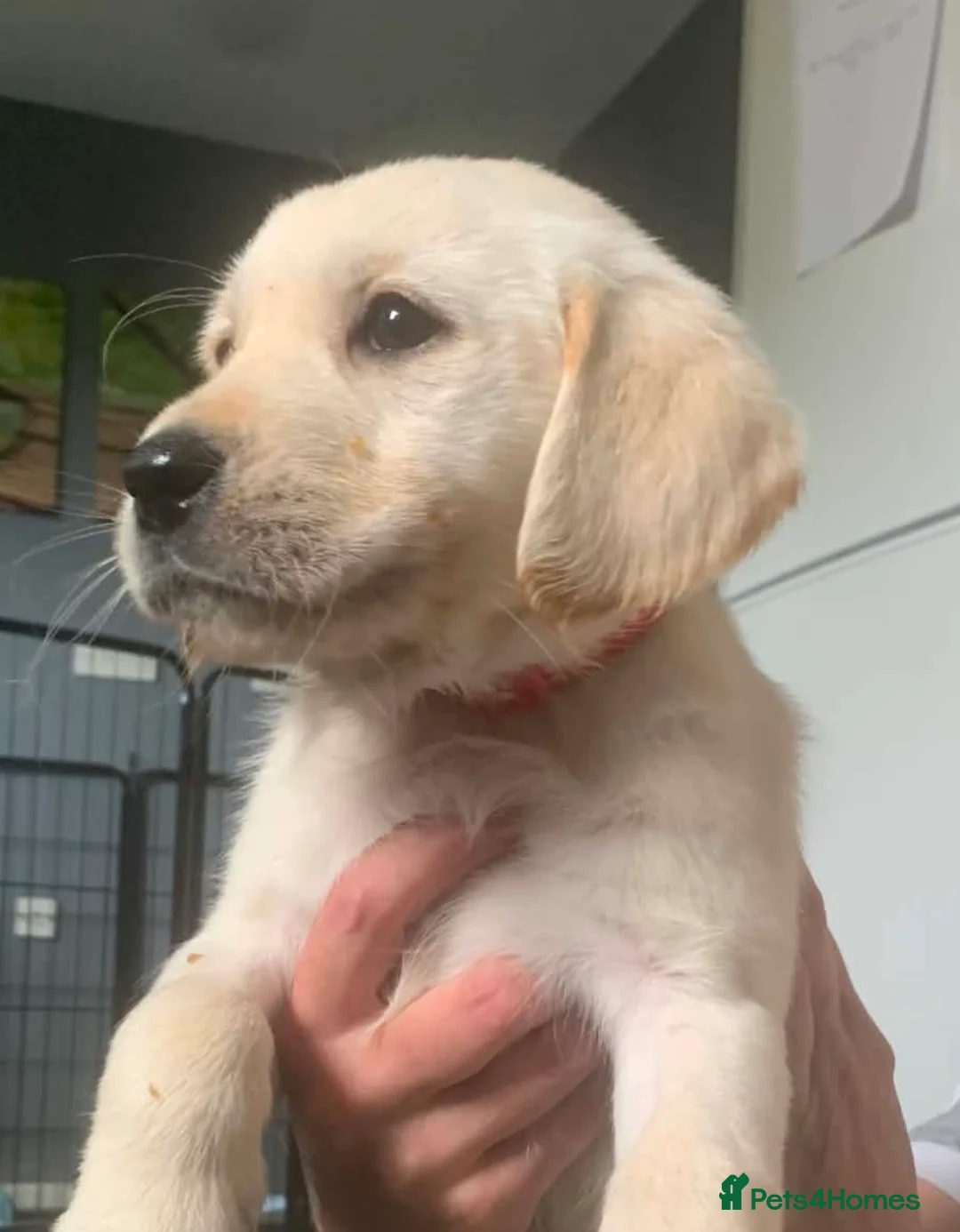 Goldador dogs for sale: Female Goldador in Blyth - Advert 2