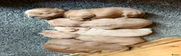 Mixed Breed dogs for sale: Beautiful Westiepoo Puppies - Advert 16