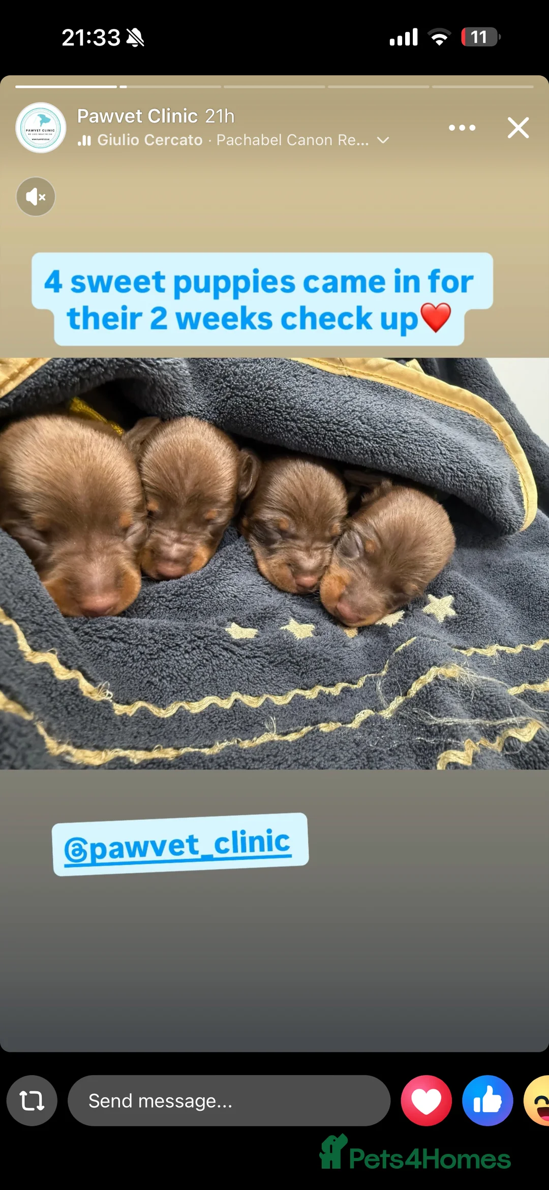 Miniature Dachshund dogs for sale: New Year’s Day Miniature Dachshunds!  - Advert 10