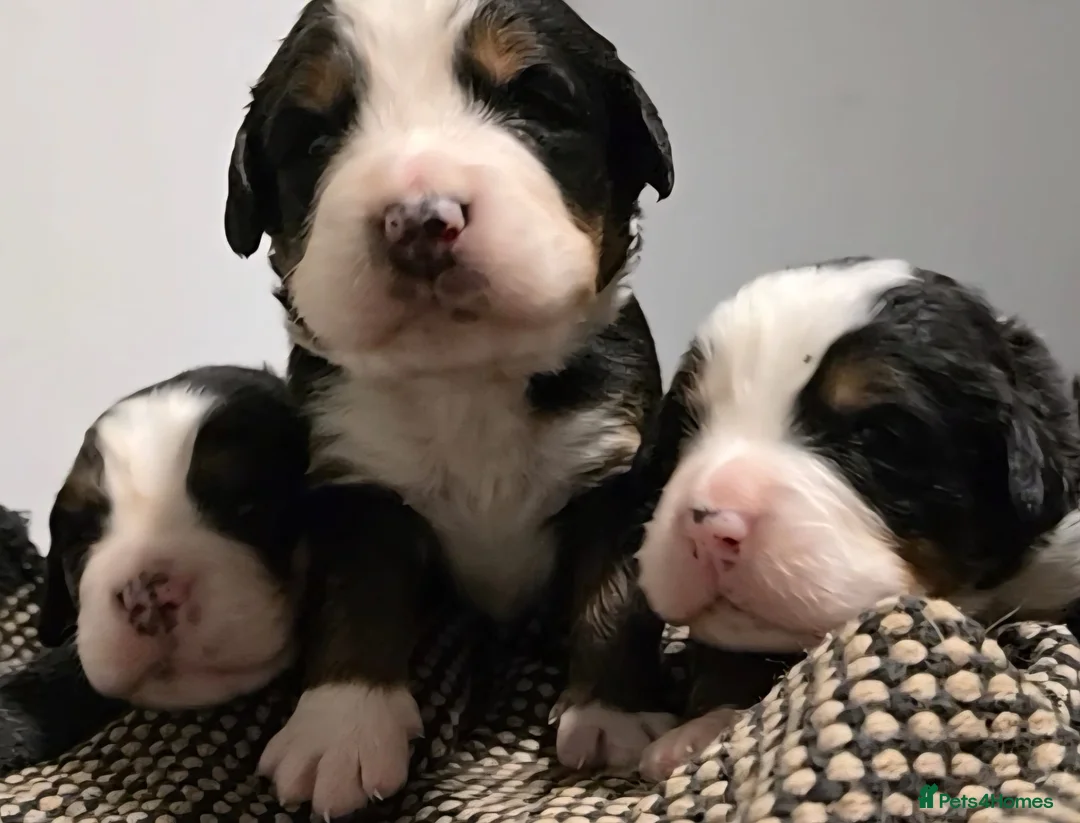 Bernese Mountain Dog dogs for sale: Pure bred kc registered bernese mountain dogs  - Advert 3