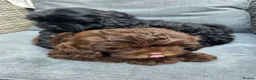 Shihpoo dogs for sale: Shihpoo puppies  - Advert 11