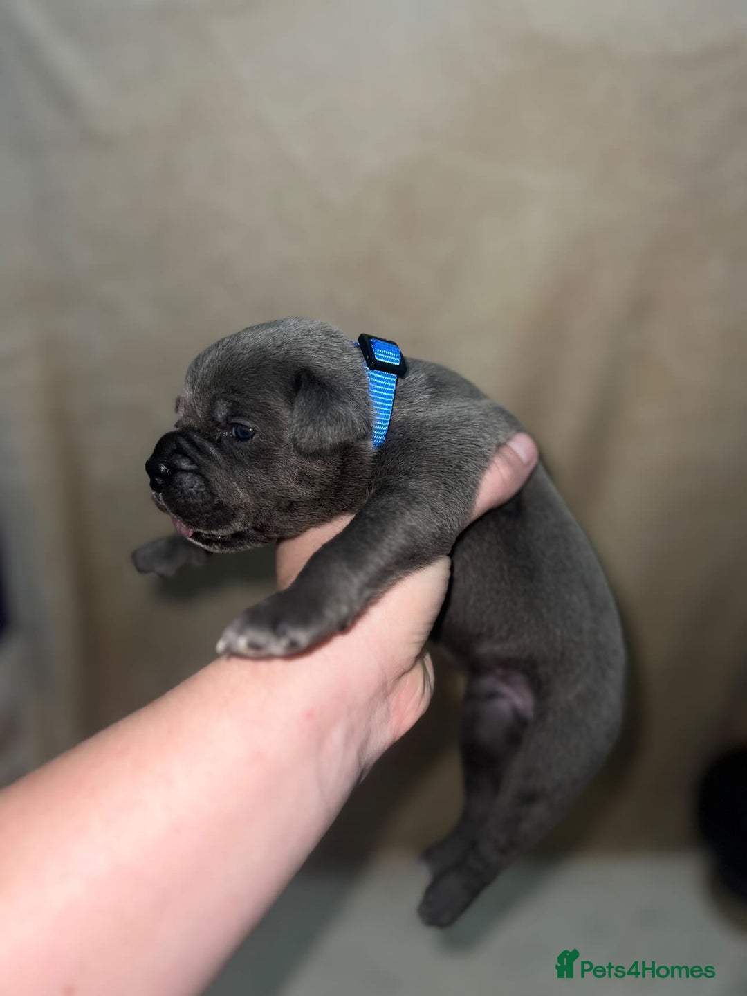 Cane Corso dogs for sale: ICF/ICCF Champion 6th GENERATION Cane Corso pups - Advert 21