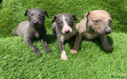 Whippet dogs for sale: Stunning kc reg whippet puppies  - Image 6