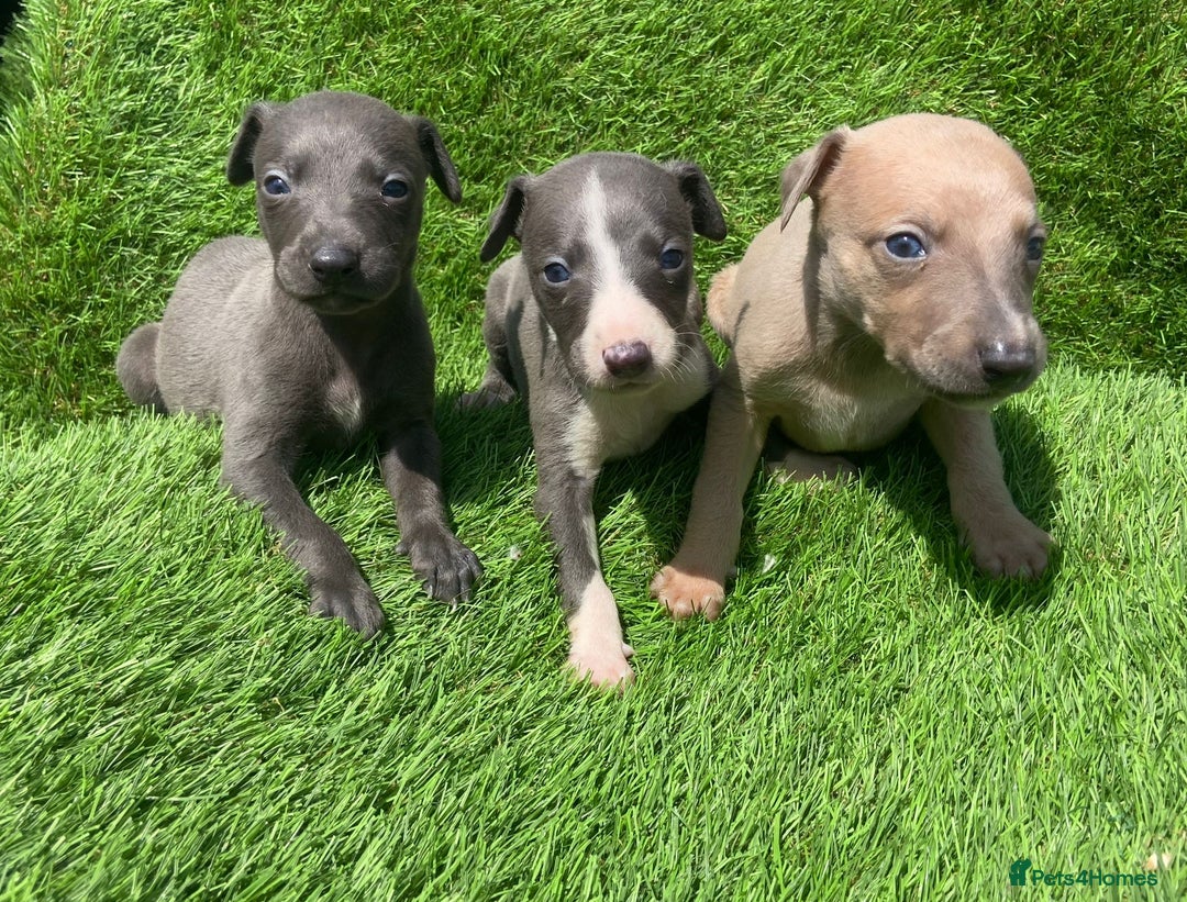 Whippet dogs for sale: Stunning kc reg whippet puppies  - Image 6