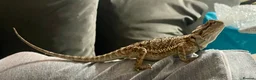 Bearded Dragon reptiles for sale: Juvenile Bearded dragons  - Advert 17