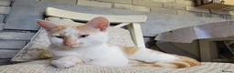Mixed Breed cats for sale:  **  an kitten looking for a Loving Home  in Bradford - Advert 2