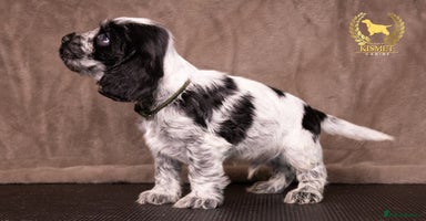 Cocker Spaniel dogs - Advert 3