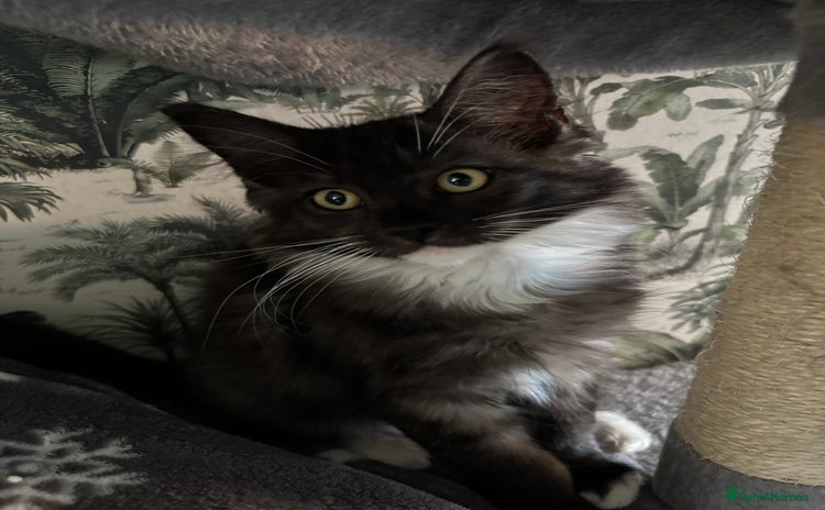 Maine Coon cats - Advert 1