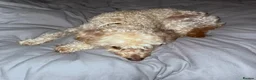 Cockapoo dogs for sale: Cockapoo for sale 3 years old  in West Drayton - Advert 4