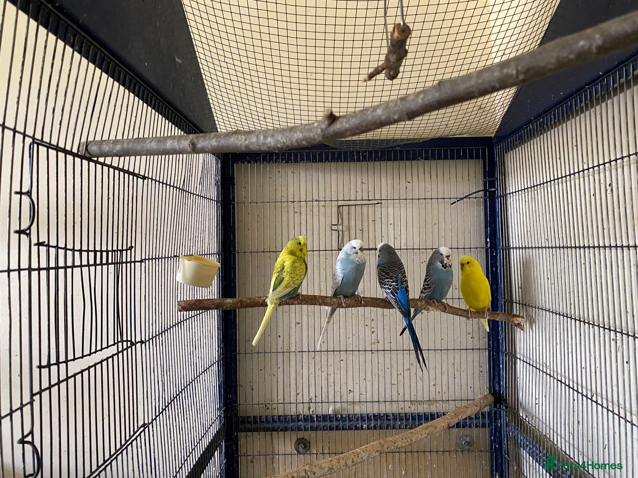 Budgerigars birds 5 Budgies for sale  - Advert 2