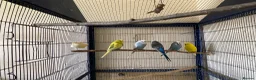 Budgerigars birds for sale: 5 Budgies for sale  - Advert 1