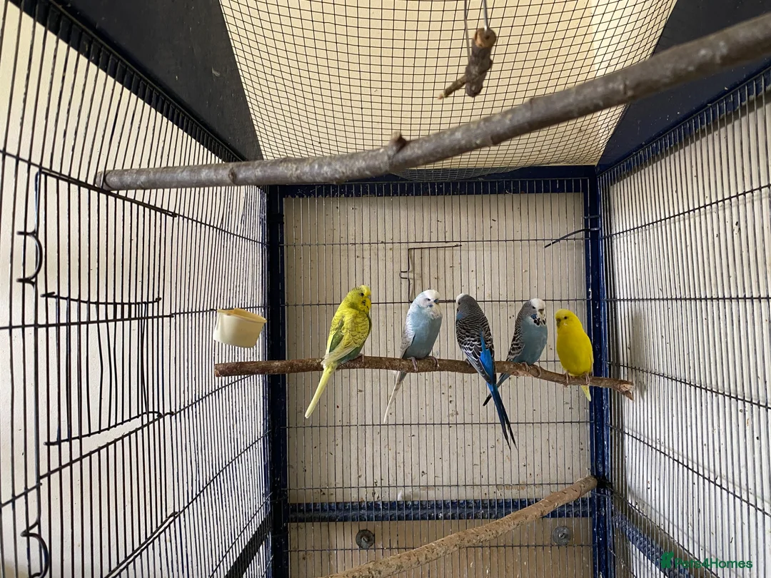 Budgerigars birds for sale: 5 Budgies for sale  - Advert 1
