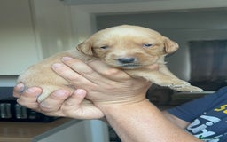 Springador dogs for sale: 3/4 Labrador (Springador x Labrador) Pups for Sale - Image 33