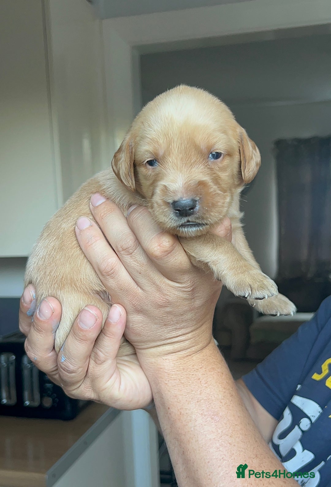 Springador dogs for sale: 3/4 Labrador (Springador x Labrador) Pups for Sale - Image 33