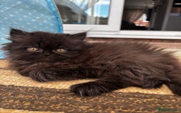 Persian cats for sale: Persian Kittens - Image 4