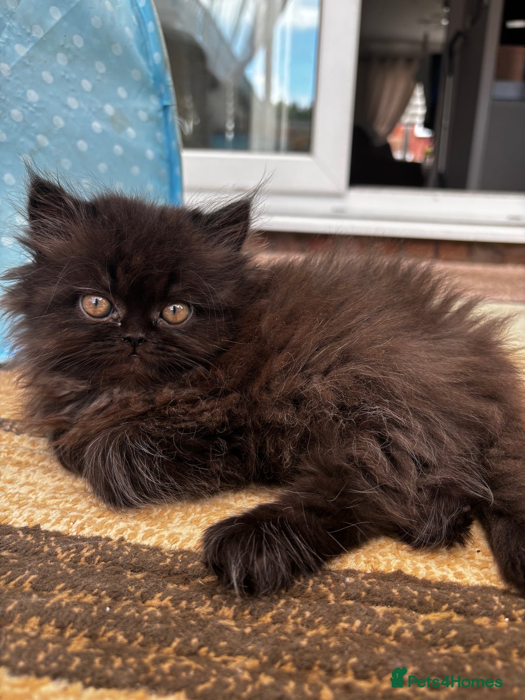 Persian cats for sale: Persian Kittens - Image 4