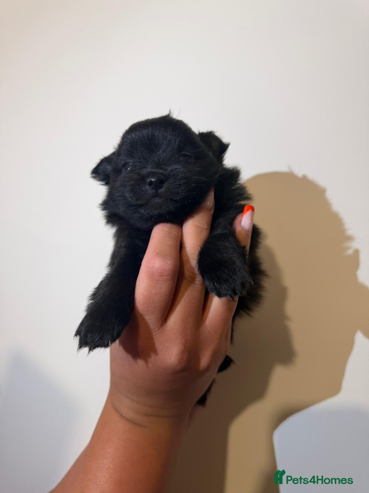 Pomeranian dogs for sale: Adorable Pomerania puppies  - Advert 17