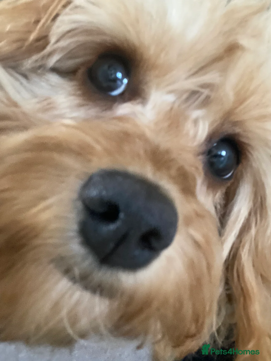 Cavapoo dogs for sale: Lovely girl Cavapoo looking for a loving home - Advert 2
