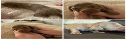 Miniature Dachshund dogs for sale: 3 Long hair mini dachshund puppies - Advert 24
