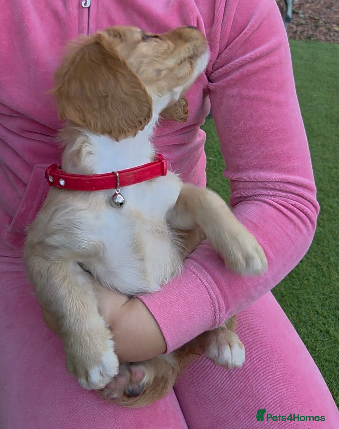 Cockapoo dogs for sale: Cockapoo puppys for sale - Image 13