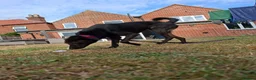 Italian Greyhound dogs for adoption: Olive - north Walsham Norfolk  in North Walsham - Advert 6